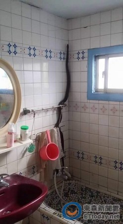 巨蛇為避追捕偽裝蓮蓬頭 網友:一禮拜不想洗澡 巨蛇為避追捕偽裝蓮蓬頭 網友:一禮拜不想洗澡