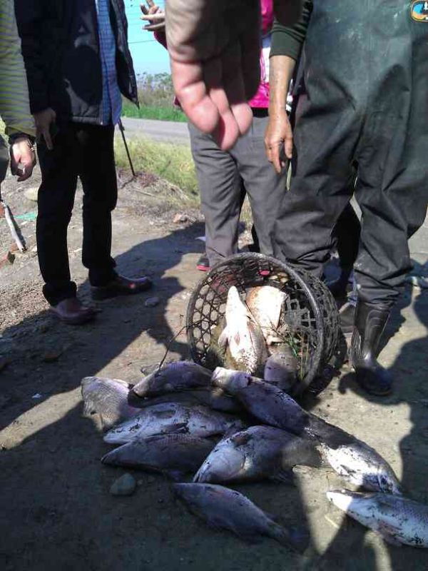 寒流"凍傷"漁民 養殖者不敢問價只求魚被帶走 寒流"凍傷"漁民 養殖者不敢問價只求魚被帶走