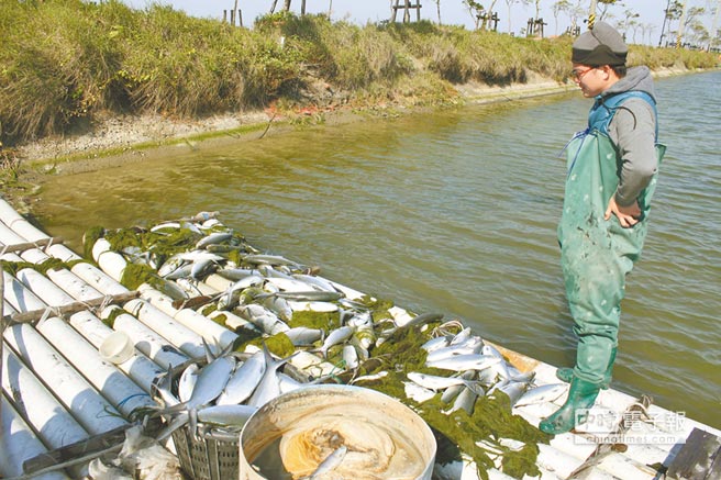 臺寒害農損7.7億破11年記錄 養(yǎng)殖業(yè)最慘菜價猛漲 臺寒害農損7.7億破11年記錄 養(yǎng)殖業(yè)最慘菜價猛漲