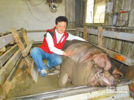 臺灣三峽神豬賽秤重結果出爐1306臺斤稱霸(圖)