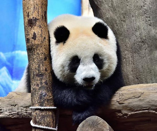 ����؈�A��ӭ������Ů�ğ������M�롰�ഺ�ڡ�