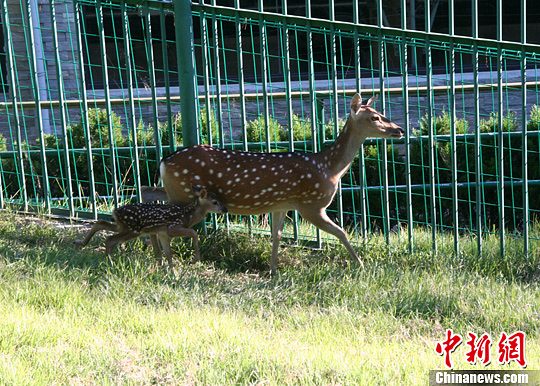 �_��ٛ�ʹ��÷��¹���c�c���Q�µ���̥