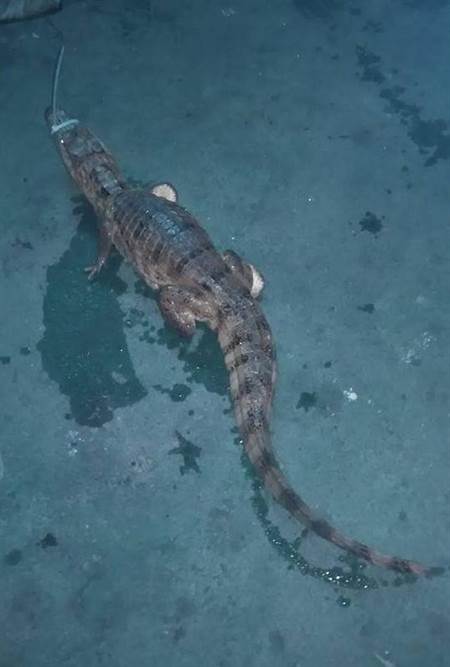 �_�����F��^���g�@�F�{�~ ���˞闉�B