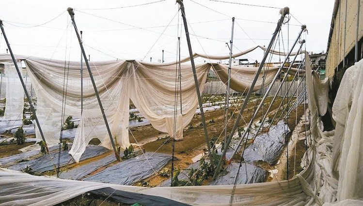 屏東縣果農有些網架上次臺風被掀,這次又被掀 屏東縣果農有些網架上次臺風被掀,這次又被掀