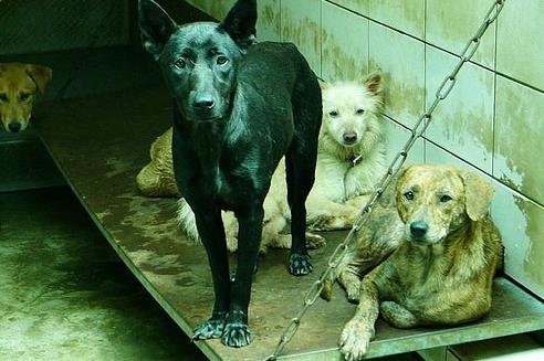 ���a�Ұl(f��)���˹�ӰƬ�����h����(y��ng)�W(xu��)��(hu��)�˹���̎