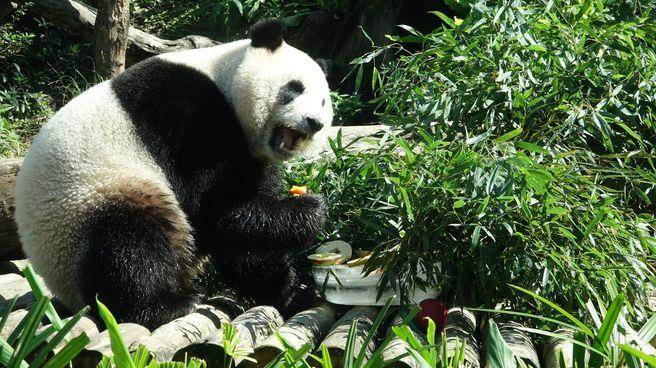 �ɐ�(��i)�ֿɿڵĲ�ɫ�����A�С��_(k��i)������