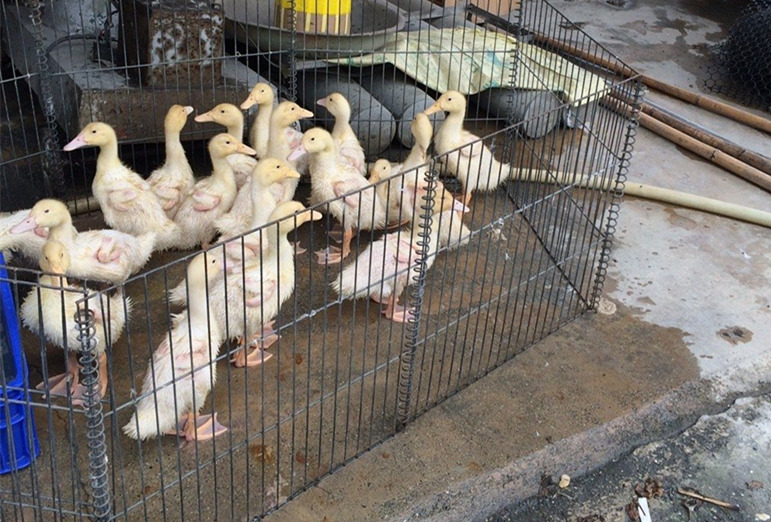 �_�������������ٔU�� �u���Z���S�ݡ��|������ʧ��