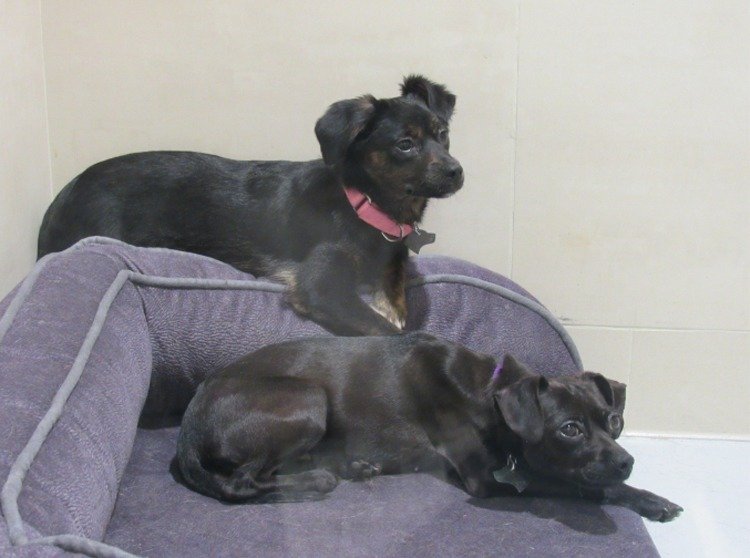 臺灣地區(qū)最新規(guī)定:違反規(guī)定食用貓狗肉最高罰25萬 臺灣地區(qū)最新規(guī)定:違反規(guī)定食用貓狗肉最高罰25萬