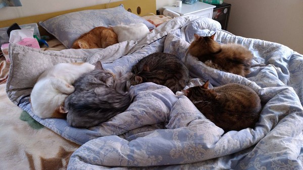 ��؈�����U�[���i�^ ���ɰ���Ę׌�˺�Ц������