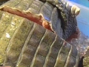 ҹ���{�~����