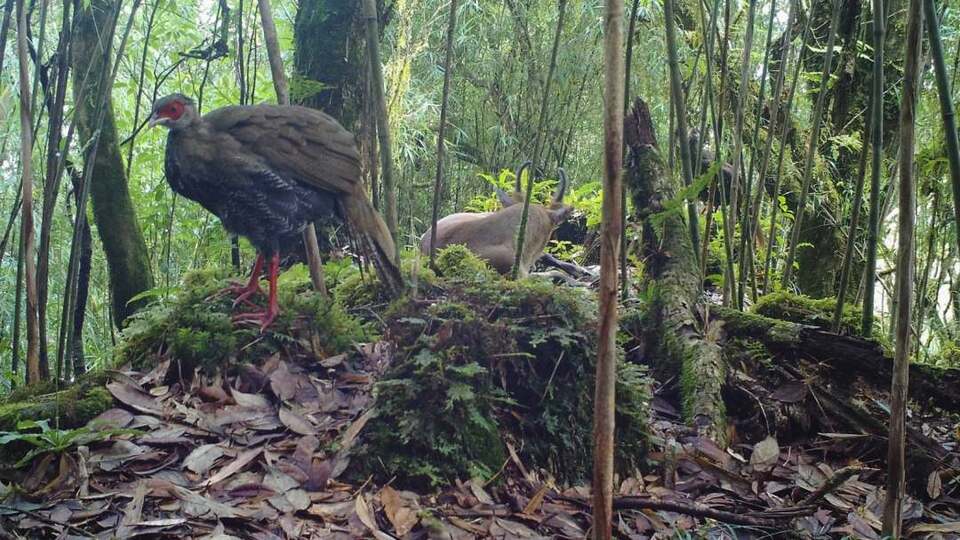 ��Ҋ�ֺ��C�����������״��ĵ��ɷN���o���ͬ�������