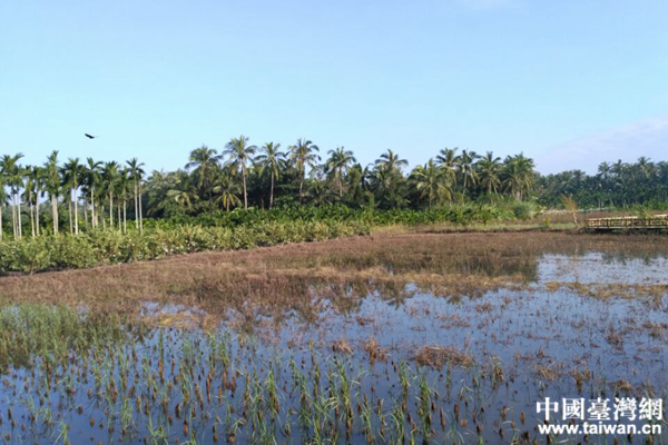 瓊海塔洋鎮 瓊海塔洋鎮