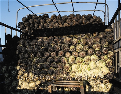 ��܇�ײ˱����������¾���ӛ�� ������ �z