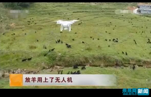 使用無人機放牧(資料圖) 使用無人機放牧(資料圖)