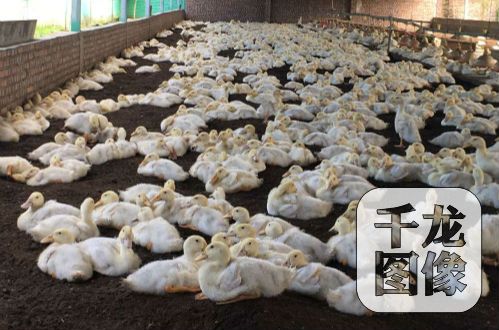 �����ɞ������¸�����