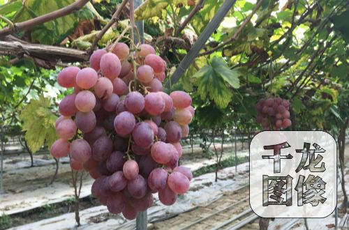 �t�Ǵ�ă��|���ѻ������F�����M����ָ���t�������ĺ�����ڵȃ��|����Ʒ�N��