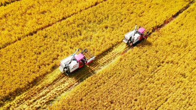 ���I�������̡����IȺ����Ɍ��� �������^�üt�t���