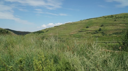 寧夏海原:破解土豆增收的生態“密碼”