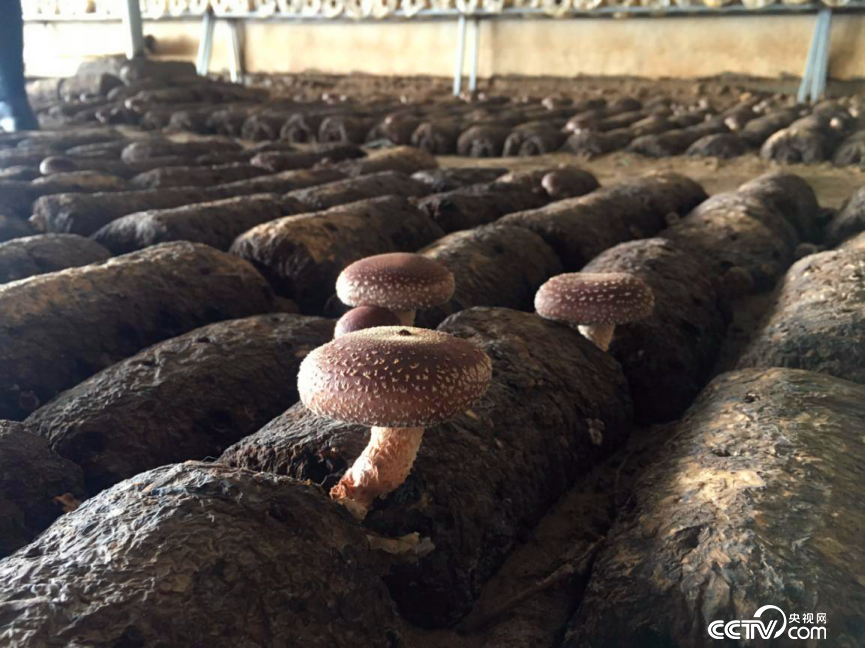 ��ˮ���l�|�δ���Ҵ����е��㹽