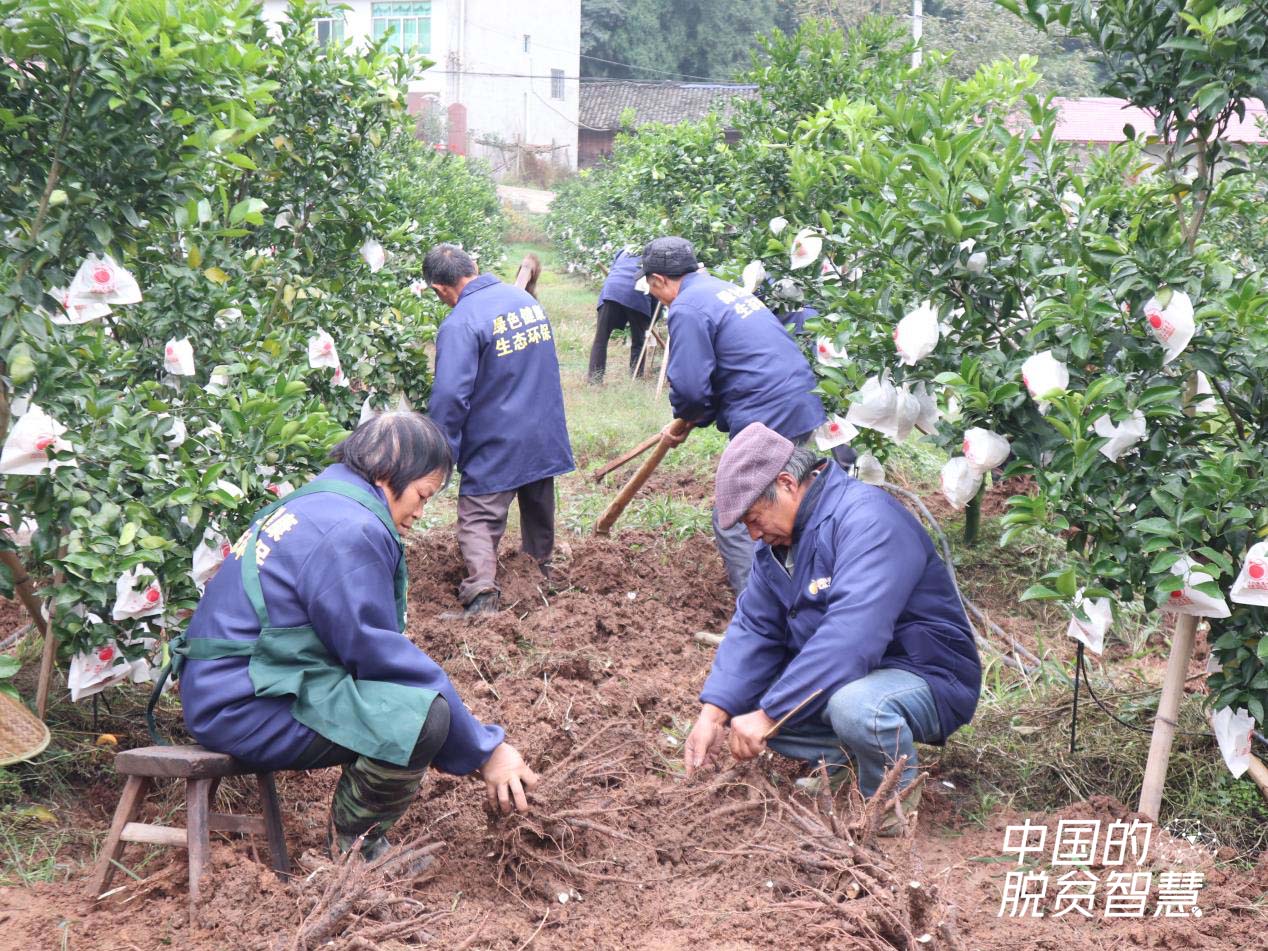 村民在種植基地挖芍藥(攝影:央視網記者 董淑云)