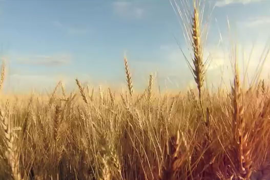 �c������