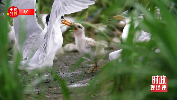 �r���F���uح���S����ӛ���_�� ���뺣�ڿ�����S�ӵľG�c�H��