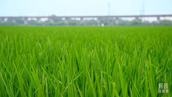△永豐村的高標(biāo)準(zhǔn)農(nóng)田。(總臺央視記者黎兵拍攝)