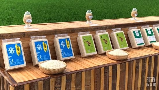 △永豐村出產(chǎn)的各類大米及其稻種。(總臺央視記者馬超拍攝)