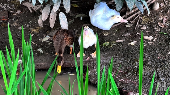 △永豐村的鴨稻共作生產(chǎn)模式。(總臺央視記者楊新禹拍攝)