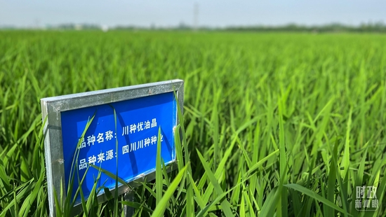 △永豐村內(nèi)的試驗(yàn)田。(總臺央視記者邢彬拍攝)