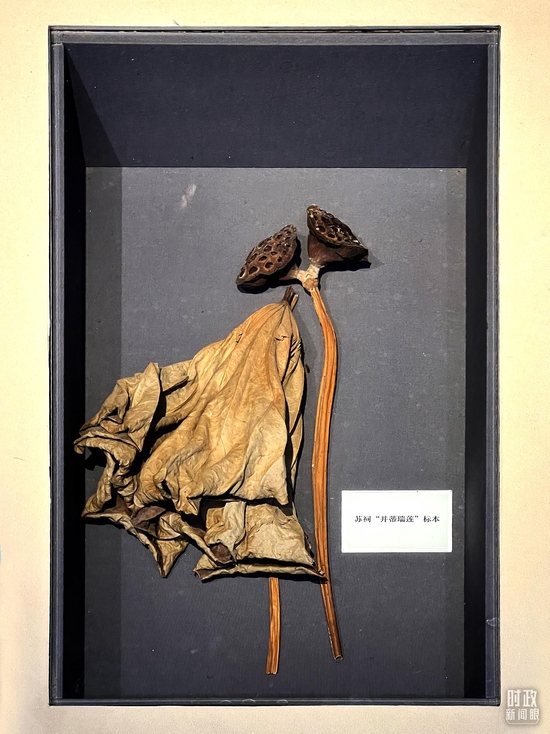 △三蘇祠內(nèi)象征兄弟同心的“并蒂瑞蓮”。(總臺央視記者楊新禹拍攝)