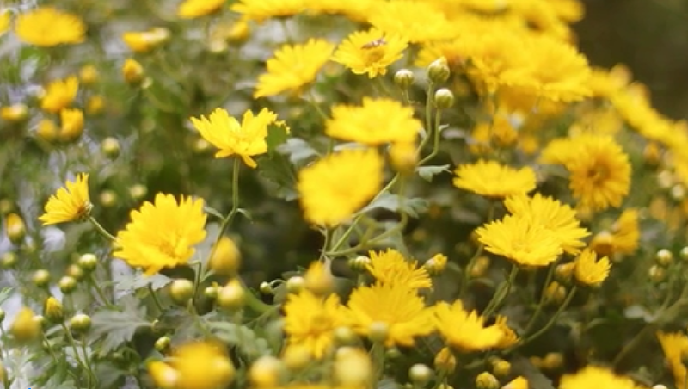 ���W�j�Ї������Ĵ����������ꖹ��£����˽�᣿