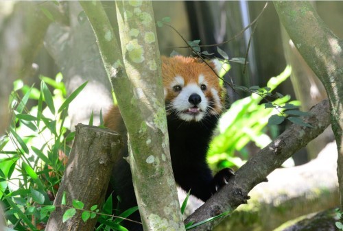 ����С��؈�g�g�_(t��i)�����ࡡ��̎����ƨ�ɡ��u��(�D)