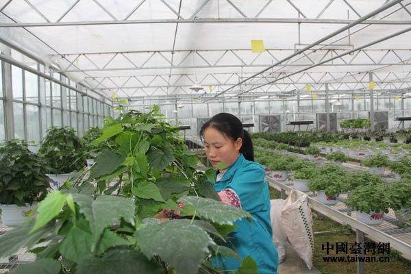 ��ï��������߲ˬF(xi��n)����Ч�r(n��ng)