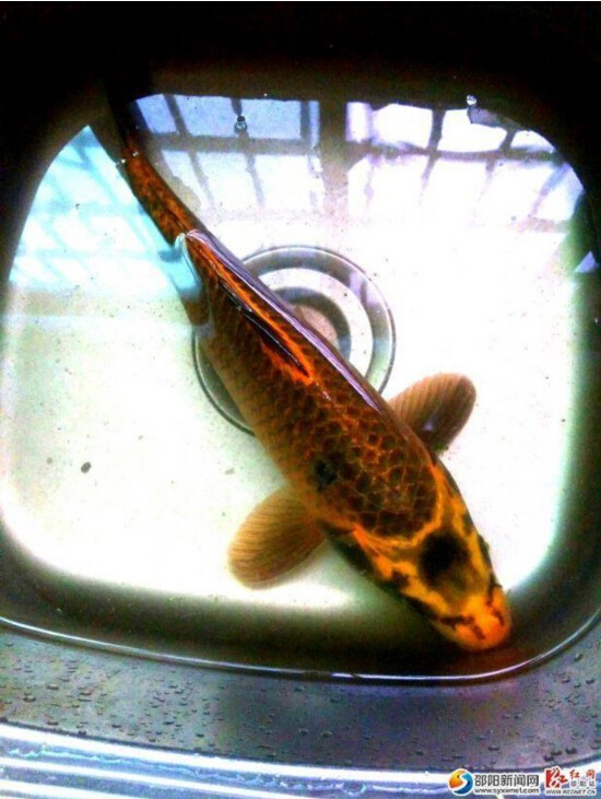 ��������l�Fȫ��ϡ�С��������~��(�D)