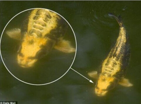 ��������l�Fȫ��ϡ�С��������~��(�D)