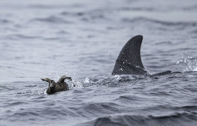 ���ֳ��]!Ӣ�����L�~��ʳ��Ⱥ�����@�U