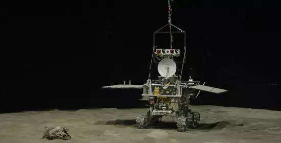 與孤獨斗爭972天 那只頑強的兔子永遠離開了我們