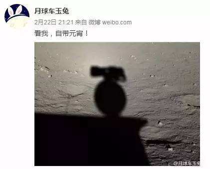 與孤獨斗爭972天 那只頑強的兔子永遠離開了我們