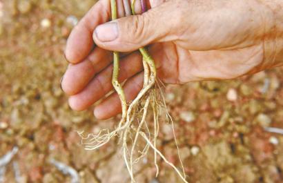 �r(n��ng)���p���ҕُ�� ��4�f�N��Ʒ�N�˅��Y(ji��)������