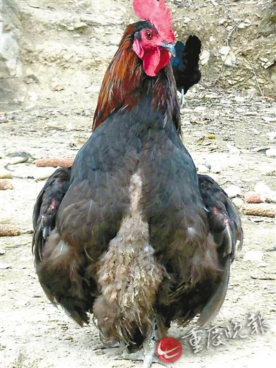 農(nóng)戶家中土雞昂首挺胸學(xué)人走路 農(nóng)戶家中土雞昂首挺胸學(xué)人走路
