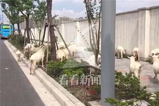 Ⱥ����F����ߖ|·����·��·�ڣ��ƺ�ʎʎ����·���e��