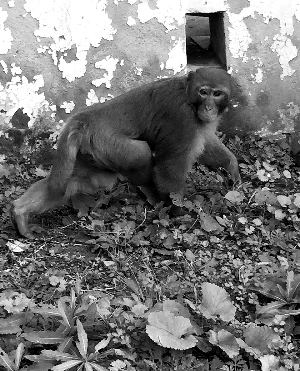 潑猴隔三差五“光顧”小區(qū) 雞蛋獼猴桃連吃帶拿 潑猴隔三差五“光顧”小區(qū) 雞蛋獼猴桃連吃帶拿