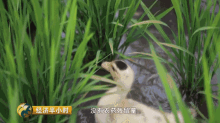 種水稻也能當(dāng)