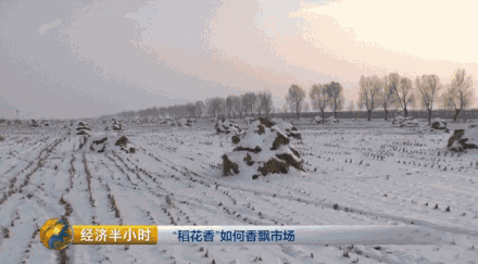 種水稻也能當(dāng)