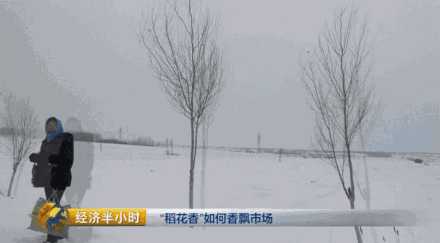 種水稻也能當(dāng)