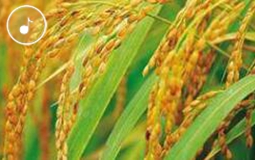 �簲���{��1149.02����!Ԭ¡ƽ�F꠳����s�������a(ch��n)��(chu��ng)����o�