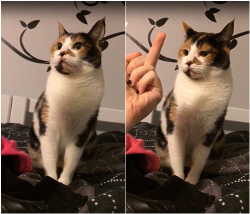 �]�Yò��؈�䱻�Q��ָŭҧ���ˡ��ؓ������D��