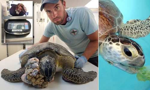 �����G����Ę�a�L���������г����g(sh��)��u����(f��)���D��