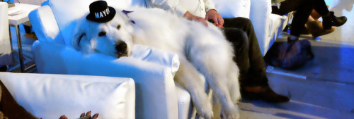 汪星人鎮(zhèn)長深受美國小鎮(zhèn)選民愛戴3度成功當選